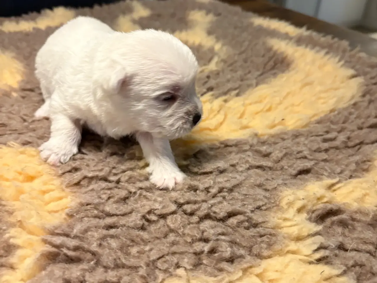 Billede 2 - Skønne Westie hvalpe søger kærlige hjem 🐾