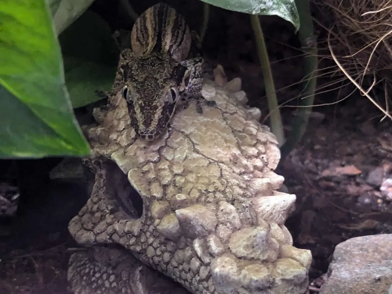 Billede 2 - Gargoyle gekko