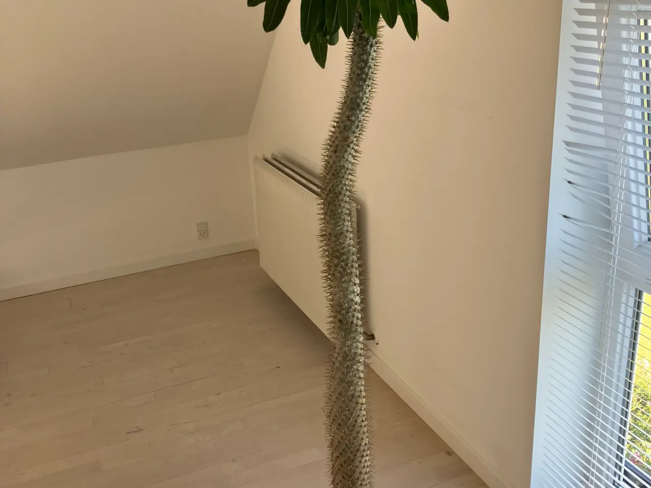 Billede 1 - Stor Madagascar palme