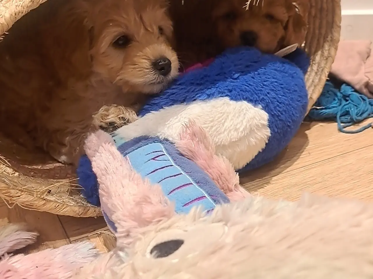 Billede 4 - Maltipoo hvalp puddel - maltipoo