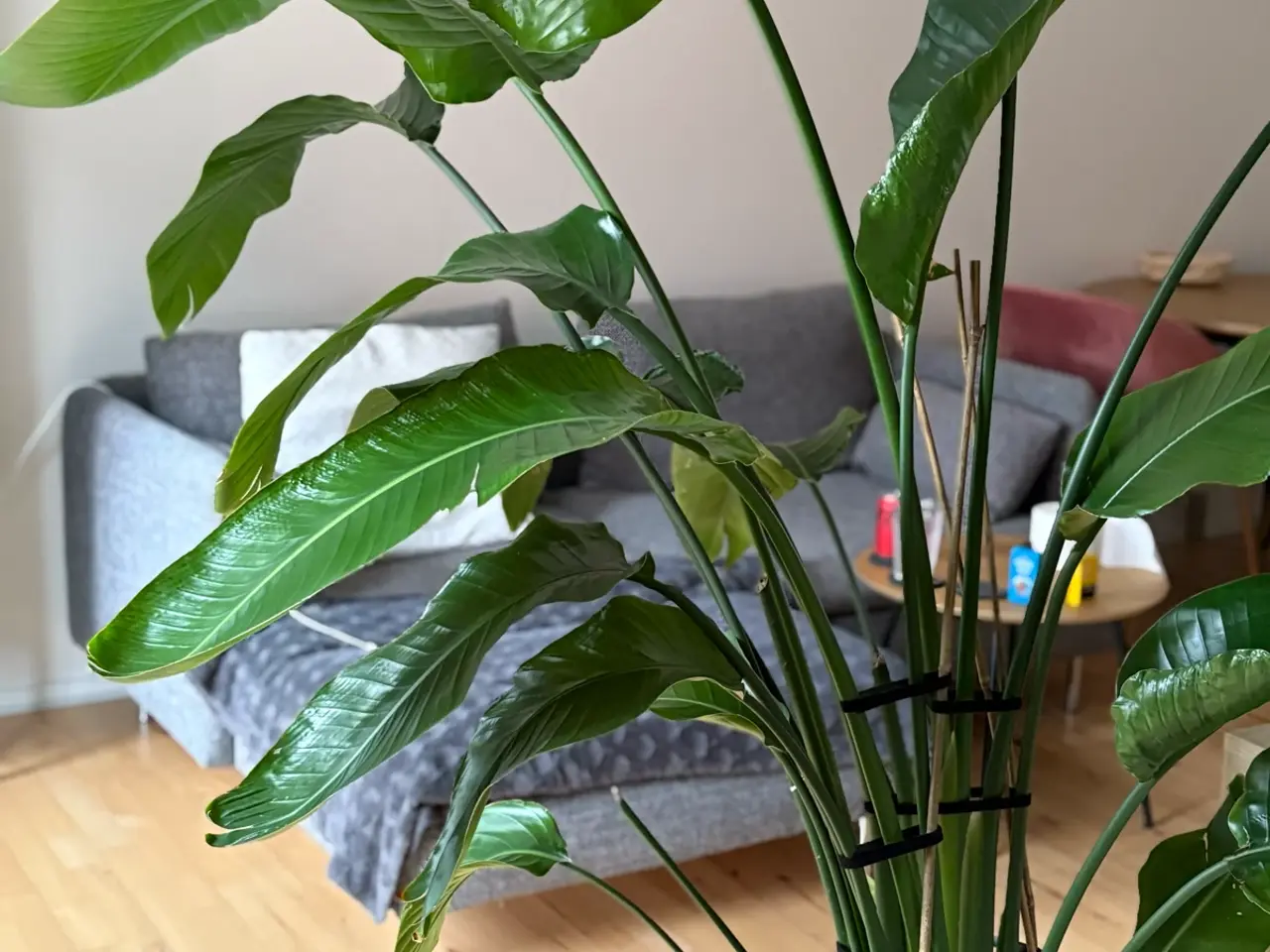 Billede 1 - Strelitzia paradisfugl