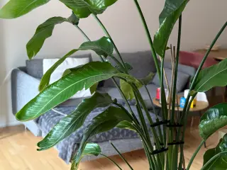 Strelitzia paradisfugl 