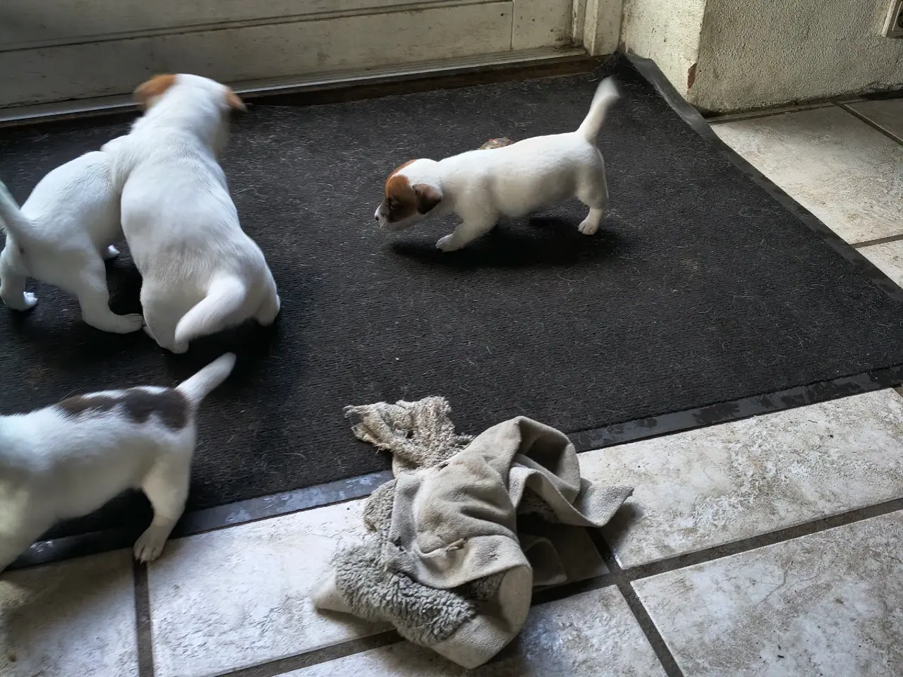 Billede 18 - Lækker Jack Russell Terrier hvalpe 