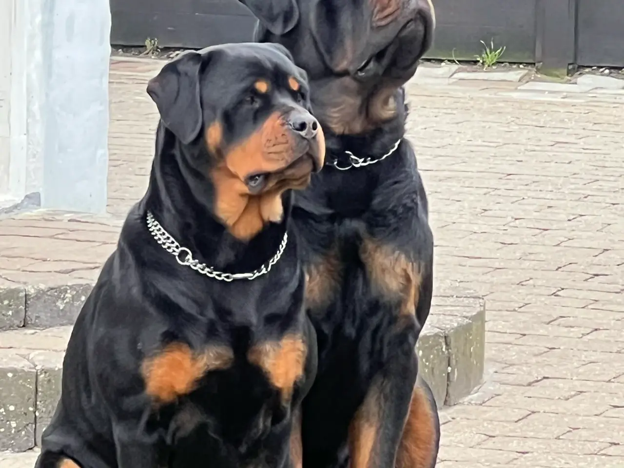 Billede 11 - 7 store rottweiler hvalpe 