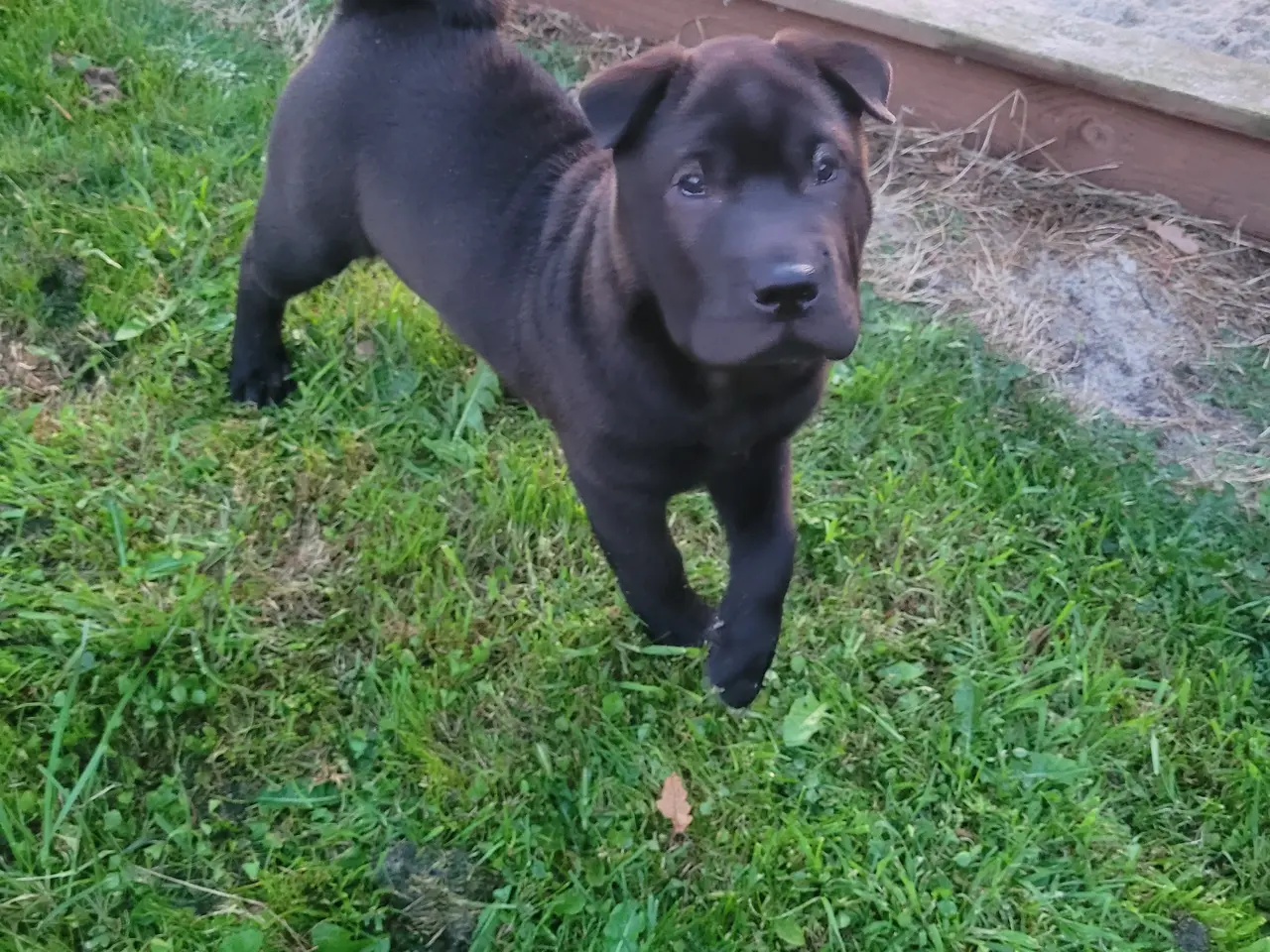 Billede 1 - Shar pei hvalp