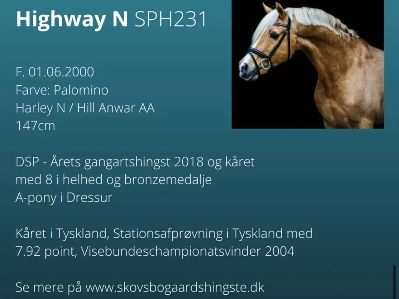 Billede 10 - Pony kat.3