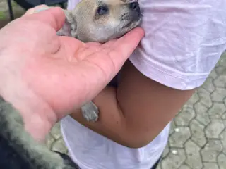 Chihuahua-hvalpe - 5