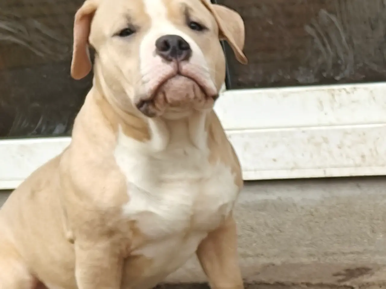 Billede 6 - American Bully hvalpe.