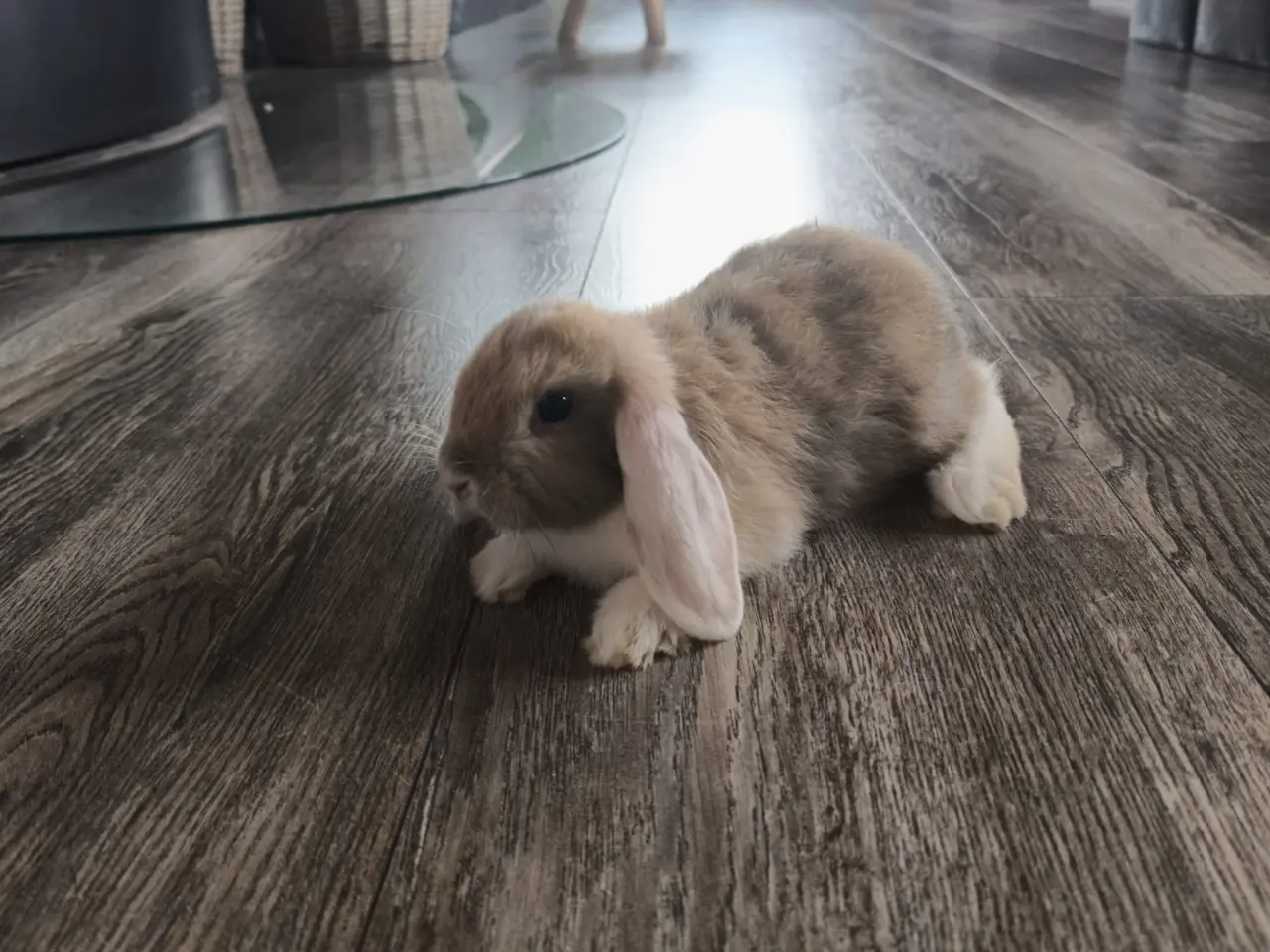 Billede 4 - 2 Sød og kærlig mini lop kaninunge 🐰