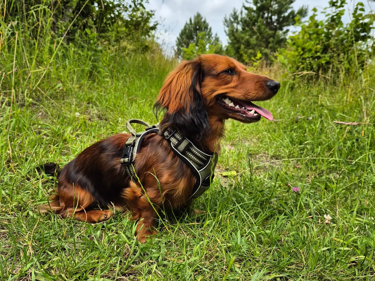 Billede 5 - Dværggravhund til Parring