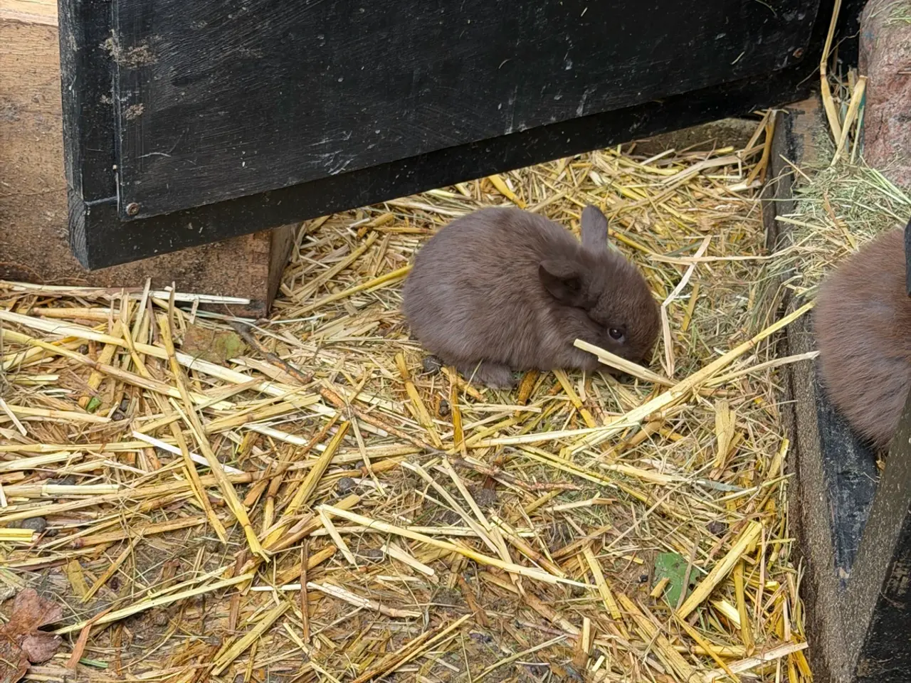 Billede 17 - 4 nuttede brune 100% Minilop han unger klar i uge