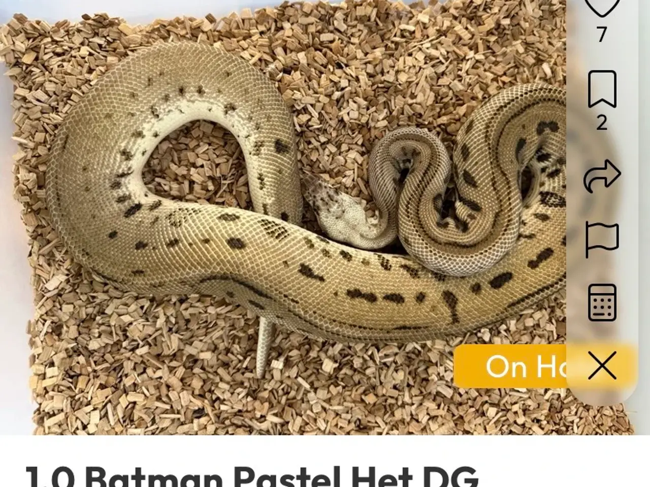 Billede 13 - Konge python
