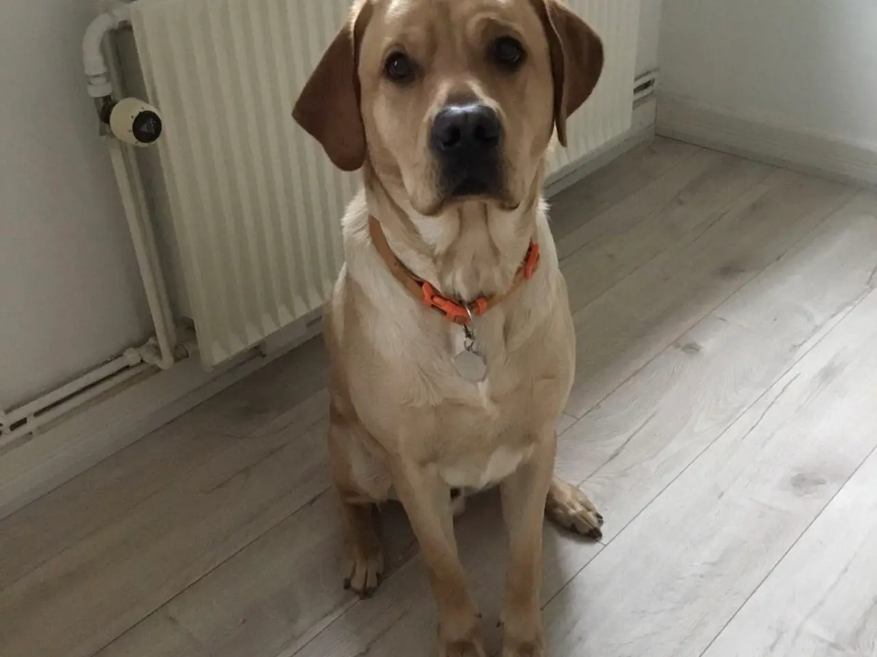 Billede 1 - Fin labrador retriver hanhund