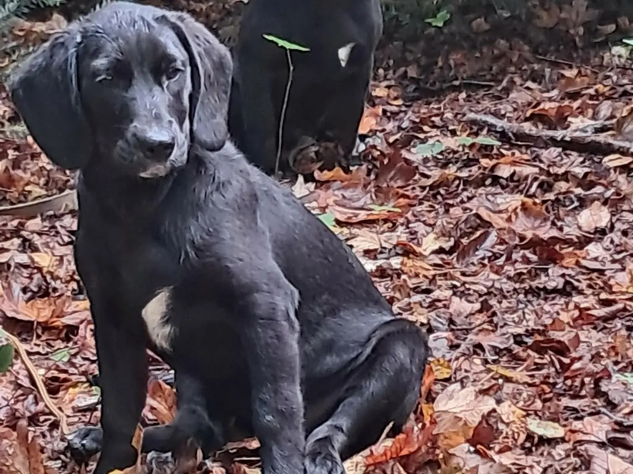 Billede 6 - lækre golden retriever blandinger med Beagle