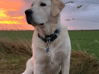 Golden Retriever tilbydes til avl