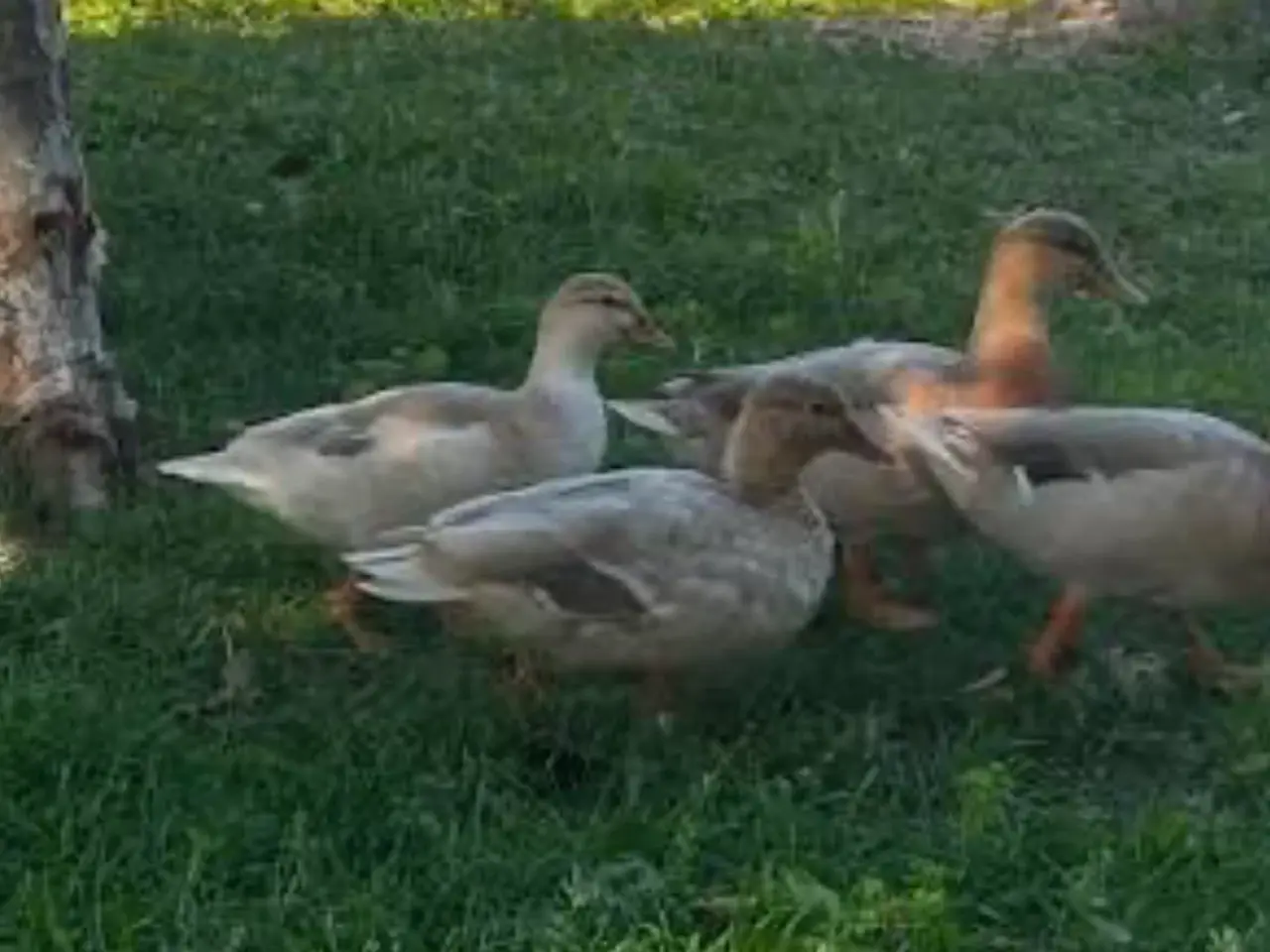 Billede 1 - Mignon