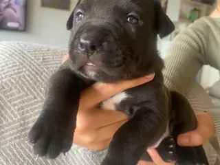Presa canario blanding - 3