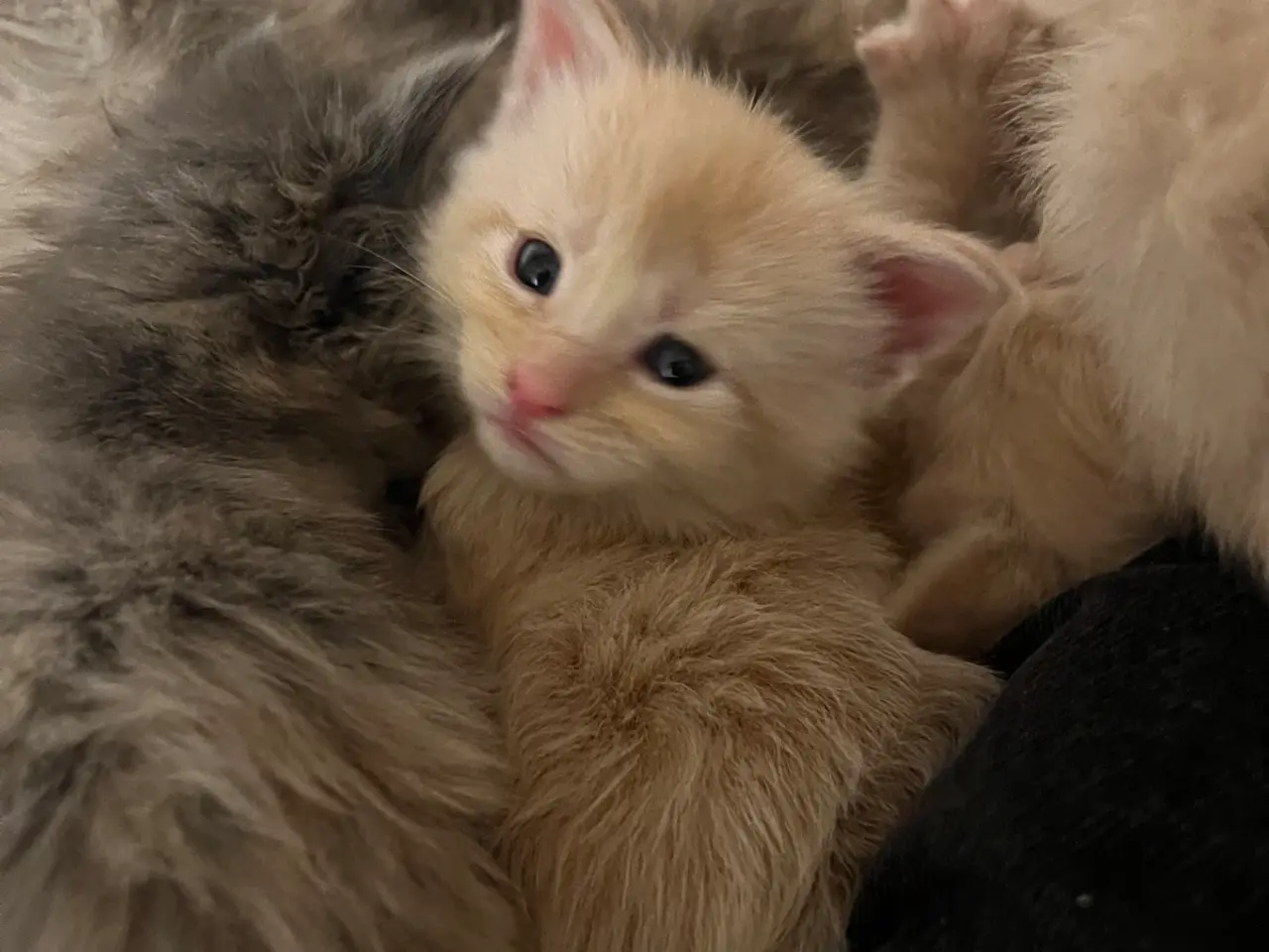 Billede 2 - Lækre racetypiske Maine coon killinger