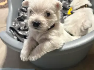 Skønne Westie hvalpe søger kærlige hjem 🐾