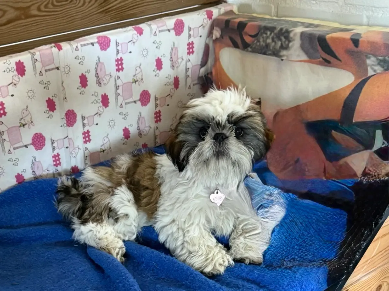 Billede 2 - Shih Tzu pige