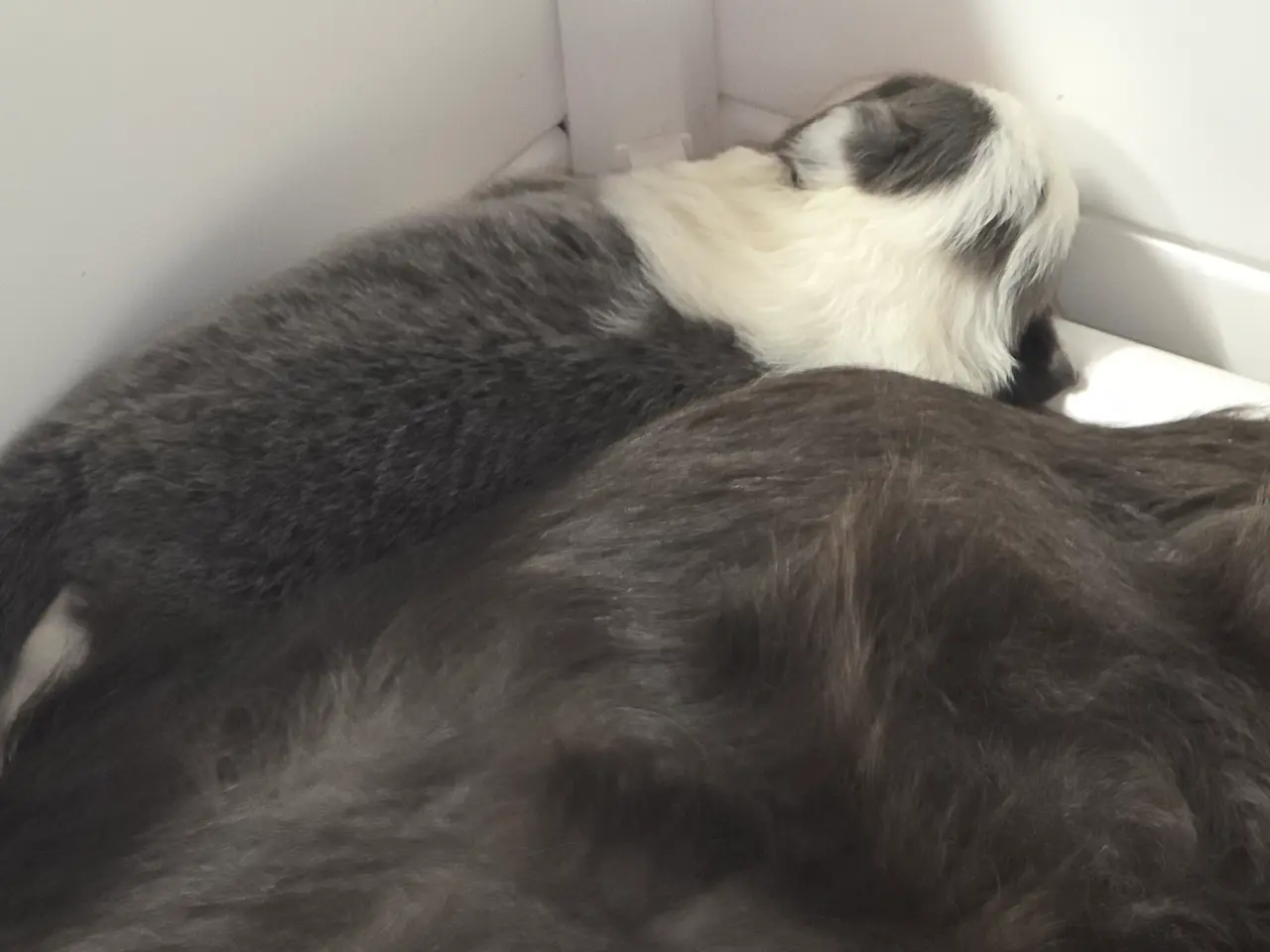 Billede 3 - Border Collie stueopdræt hvalpe