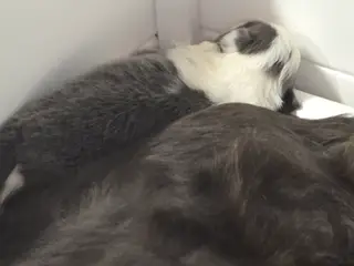 Border Collie stueopdræt hvalpe - 3