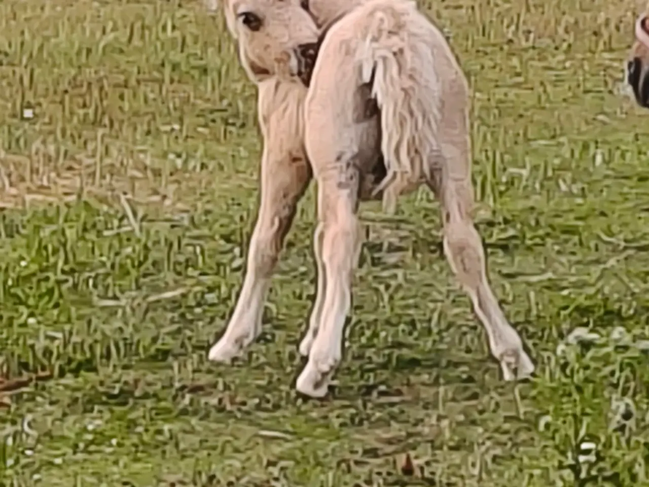 Billede 4 - Smuk palomino hingst