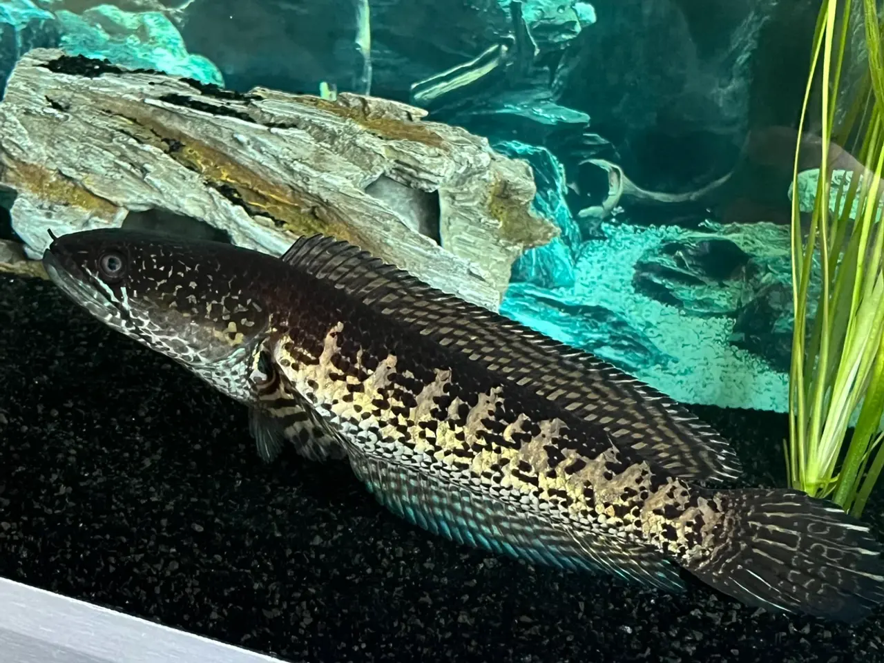 Billede 1 - channa aurantimaculata/Orangepletttet slangehoved