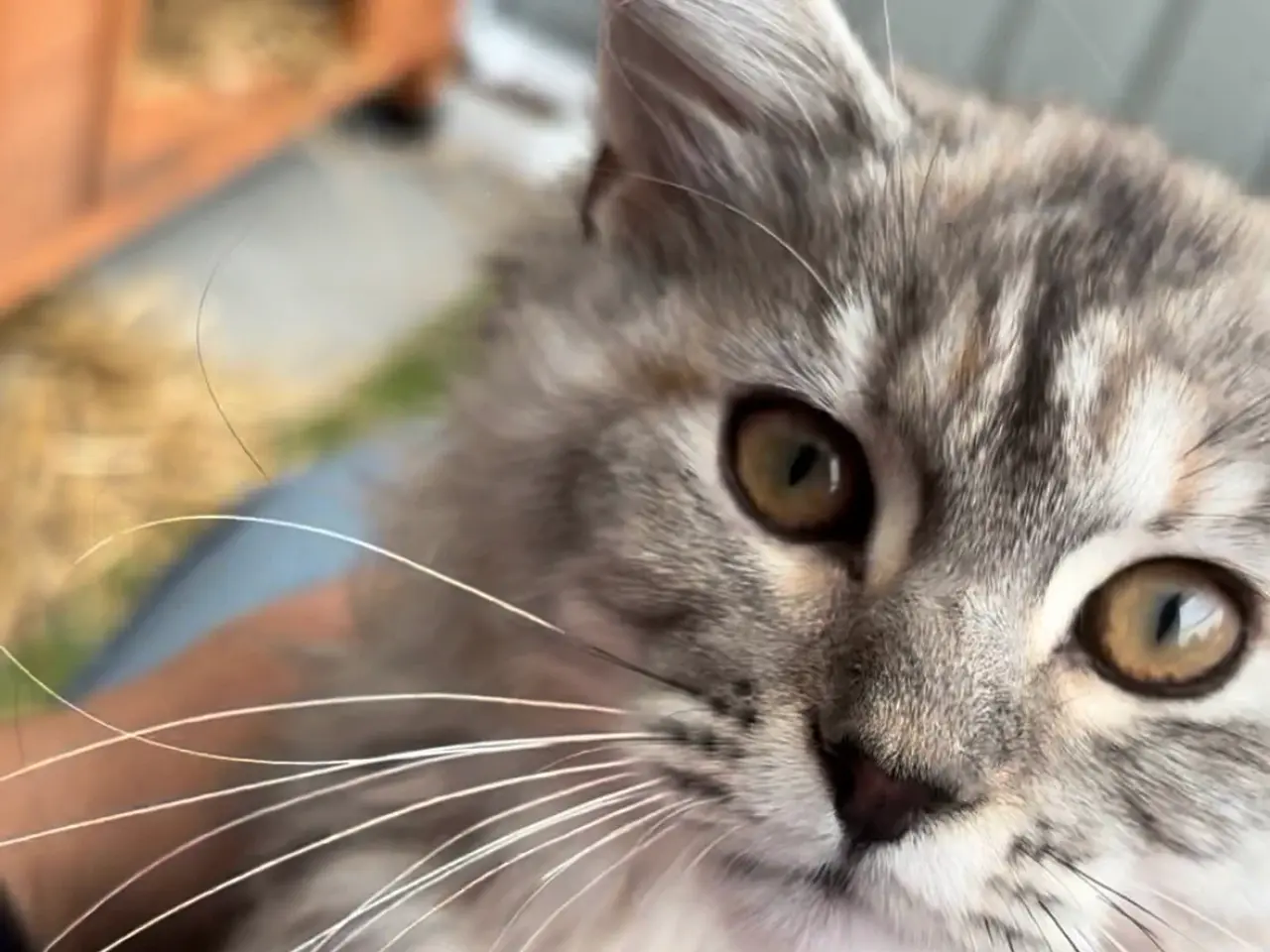 Billede 1 - Maine Coon / Norsk Skovkat