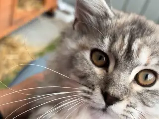 Maine Coon / Norsk Skovkat 