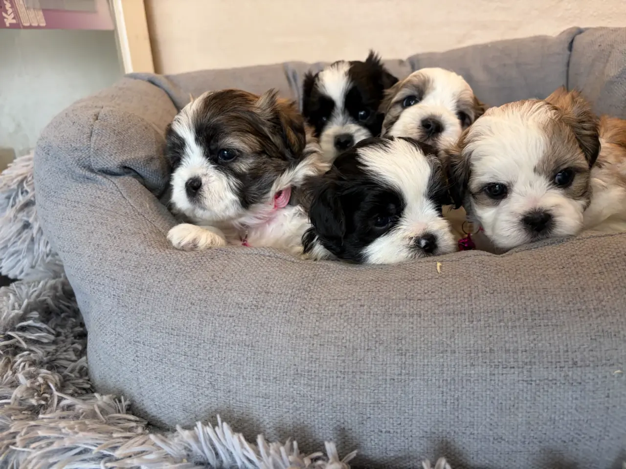 Billede 5 - De sødeste små Boomer babyer 