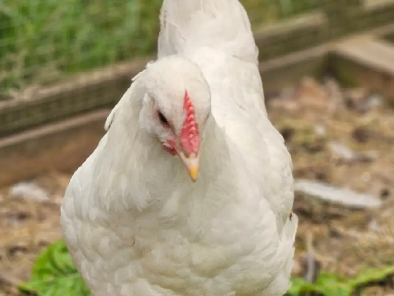 Billede 3 - Unge australorps haner