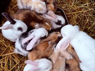 Mini Lop kaninunger