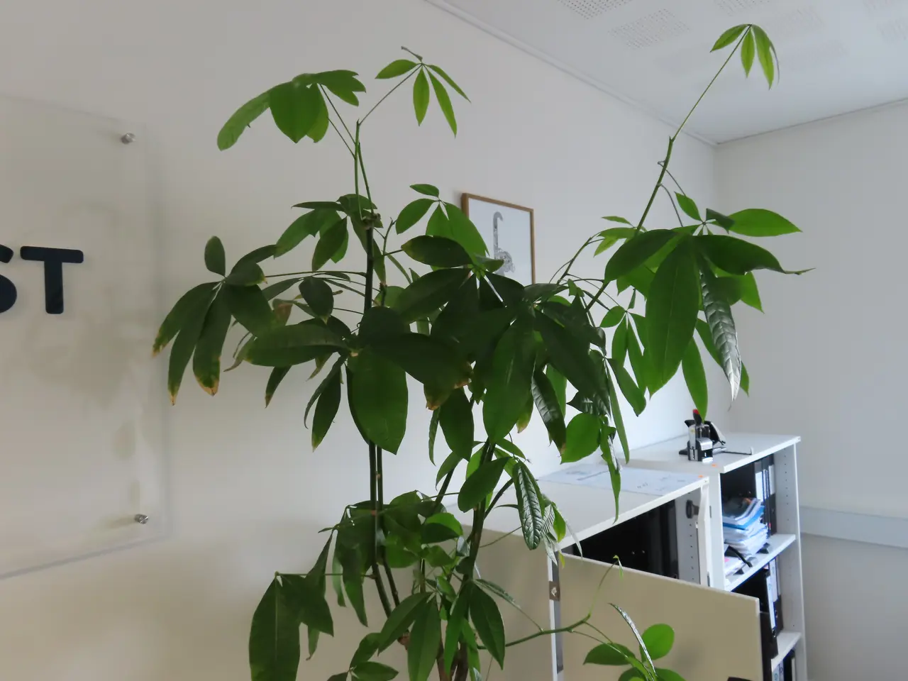 Billede 2 - Plante I krukke