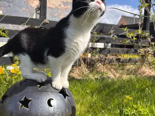Hun kat gives væk