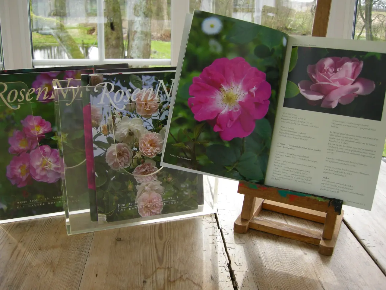 Billede 4 - ROSEN NYT, DET DANSKE ROSENSELSKAB, ROSER, HAVEN