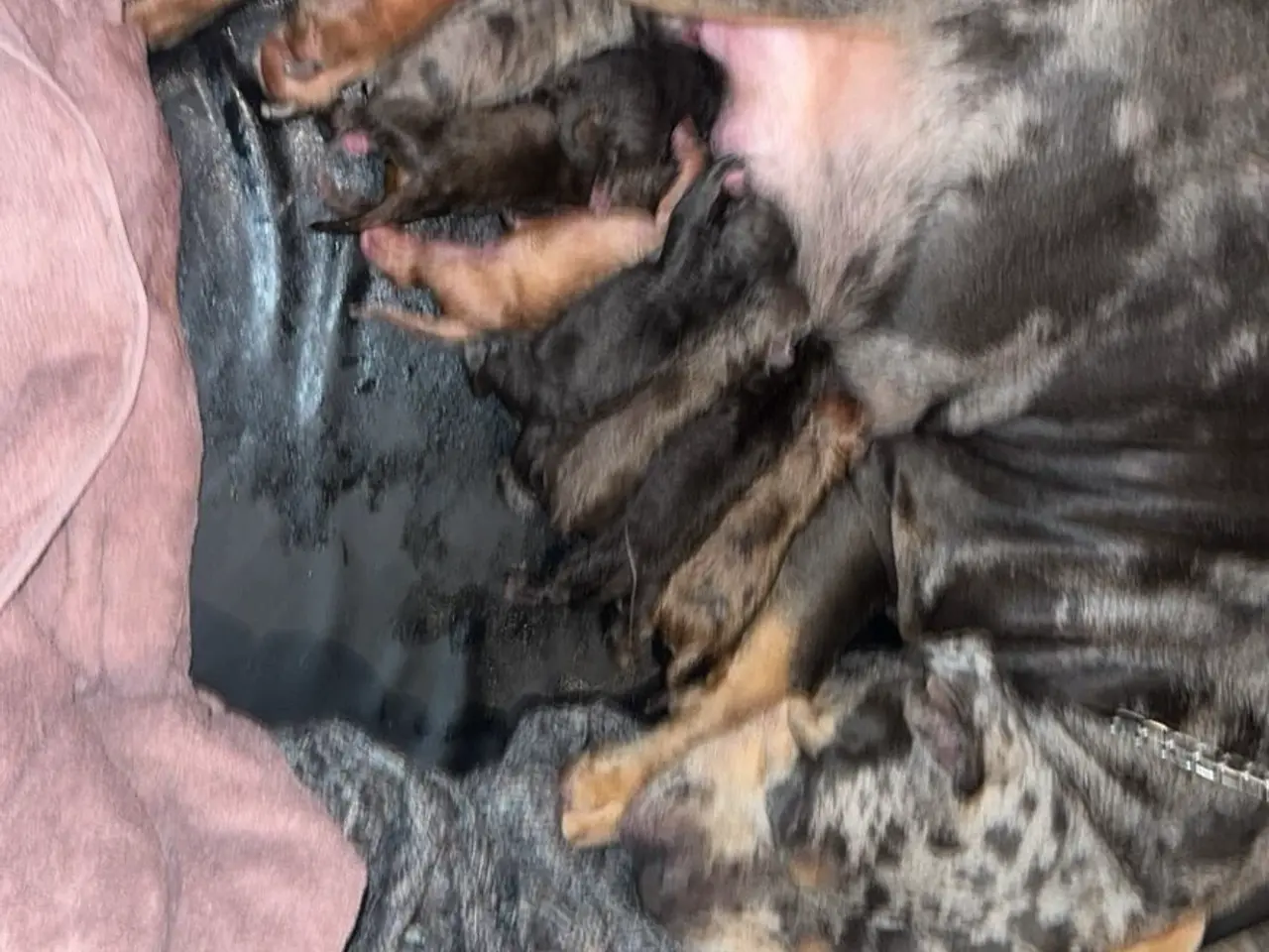 Billede 2 - 10 stk hvalpe (American bully xl)