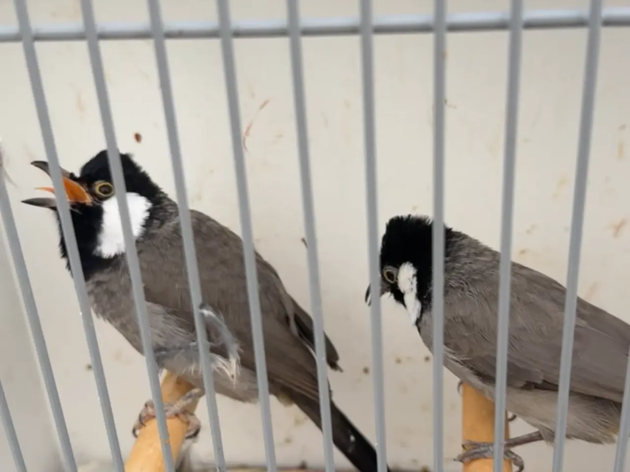 Billede 1 - Hvidkindet bulbul par 1,1