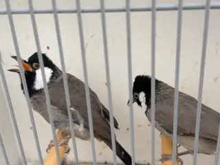 Hvidkindet bulbul par 1,1