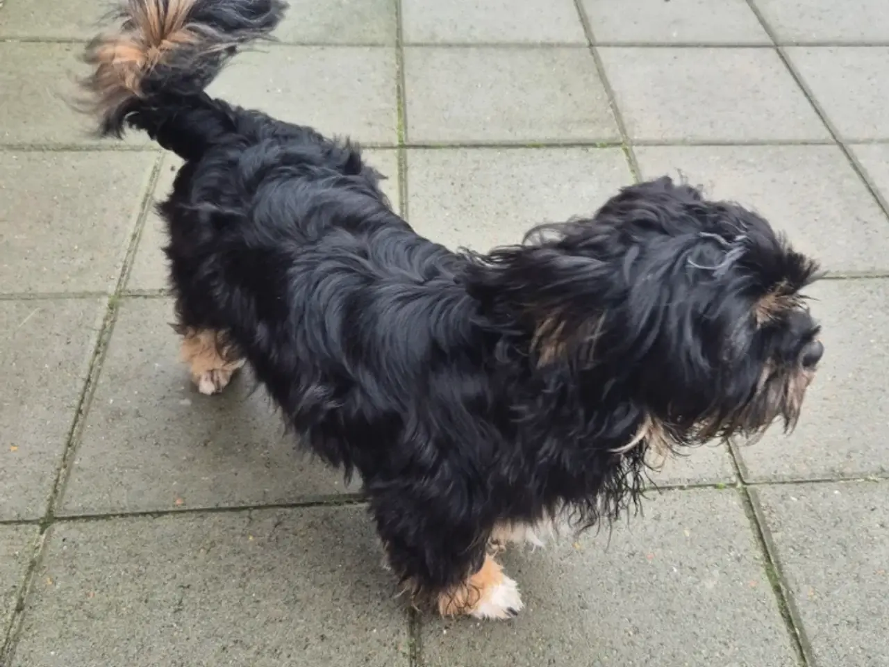 Billede 9 - Shih Tzu/ bichon havanais