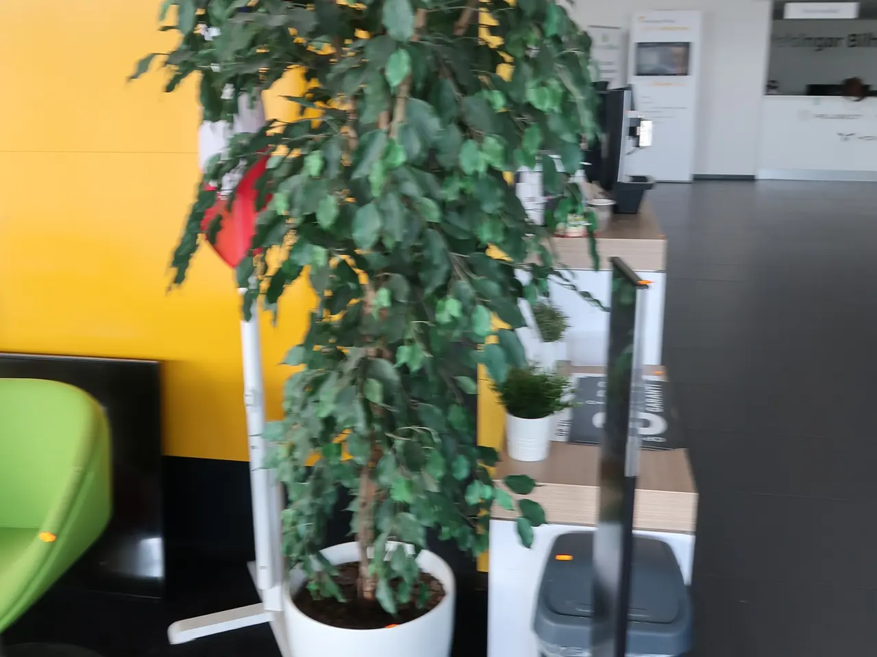 Billede 1 - Plante I krukke