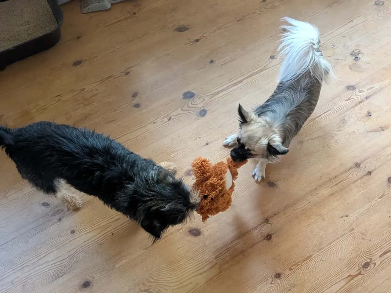 Billede 7 - Ren han langhåret chihuahua uden stambog