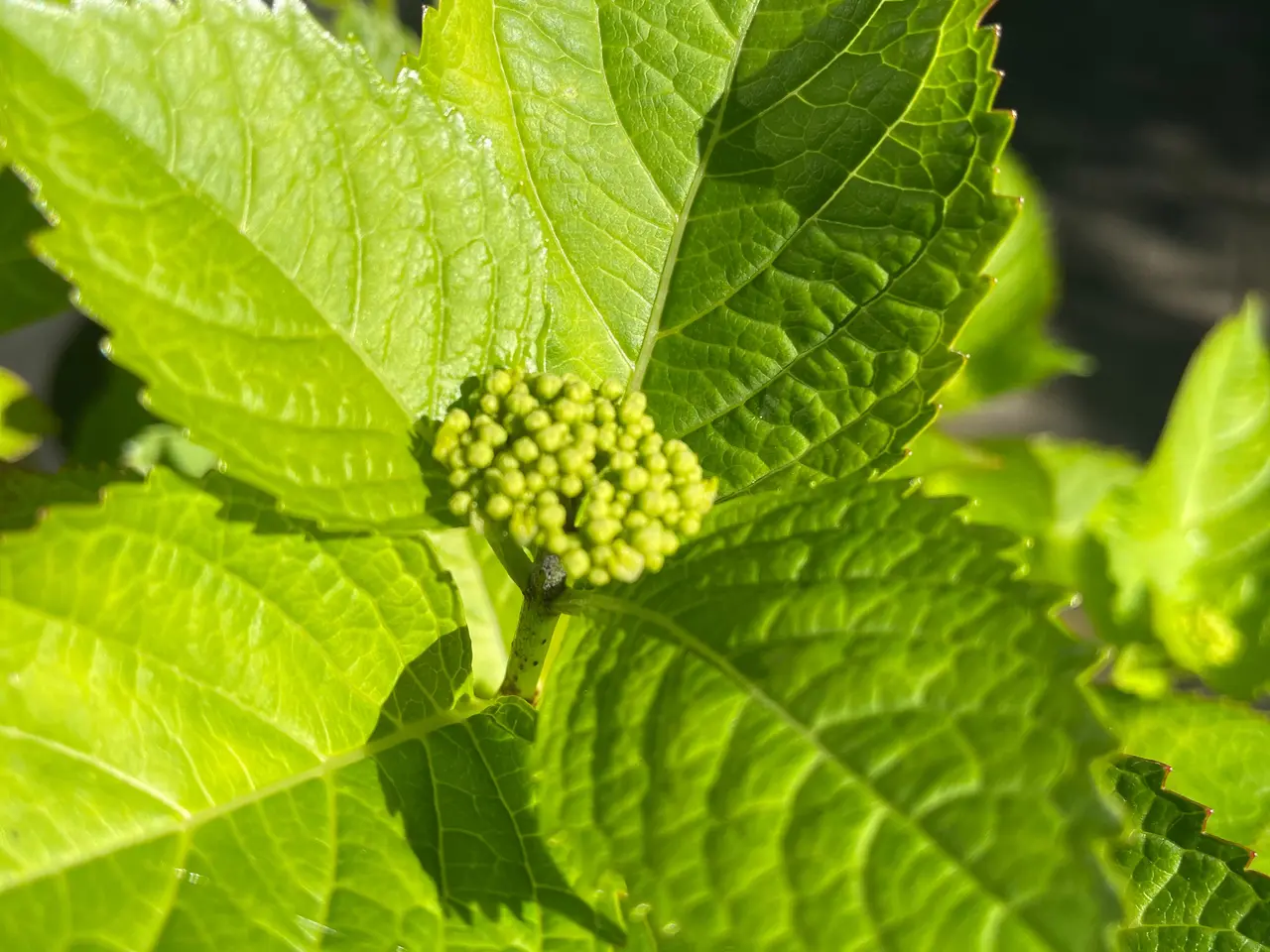 Billede 3 - Stor lyserød hortensia i frostsikker krukke