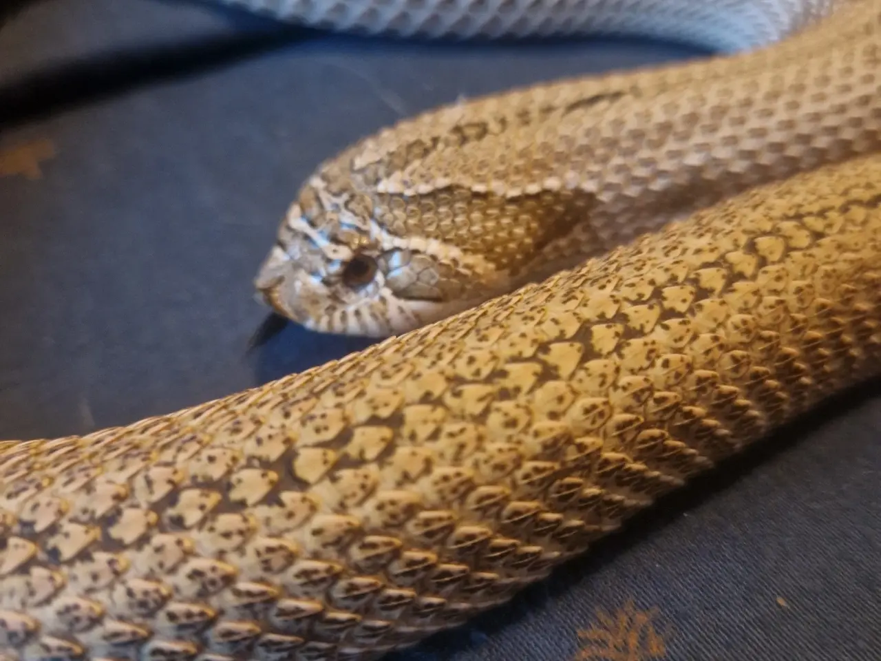 Billede 1 - 0.1 Trynesnog Arctic Anaconda (med eller uden terr