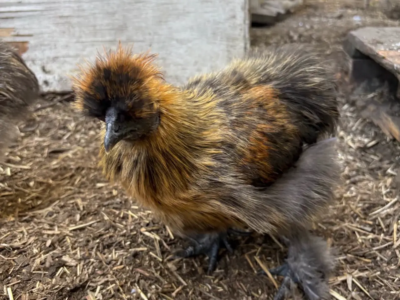 Billede 4 - Silkiehaner GRATIS / Silkie roosters FREE
