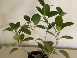 Hoya plante