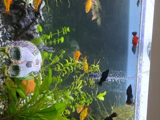 Juveler Akvarie 340 L