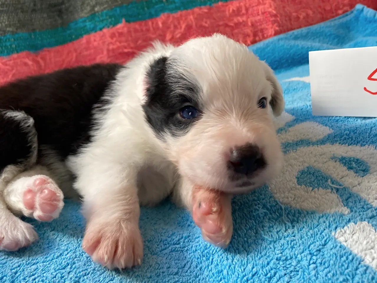 Billede 3 - Border Collie hvalpe
