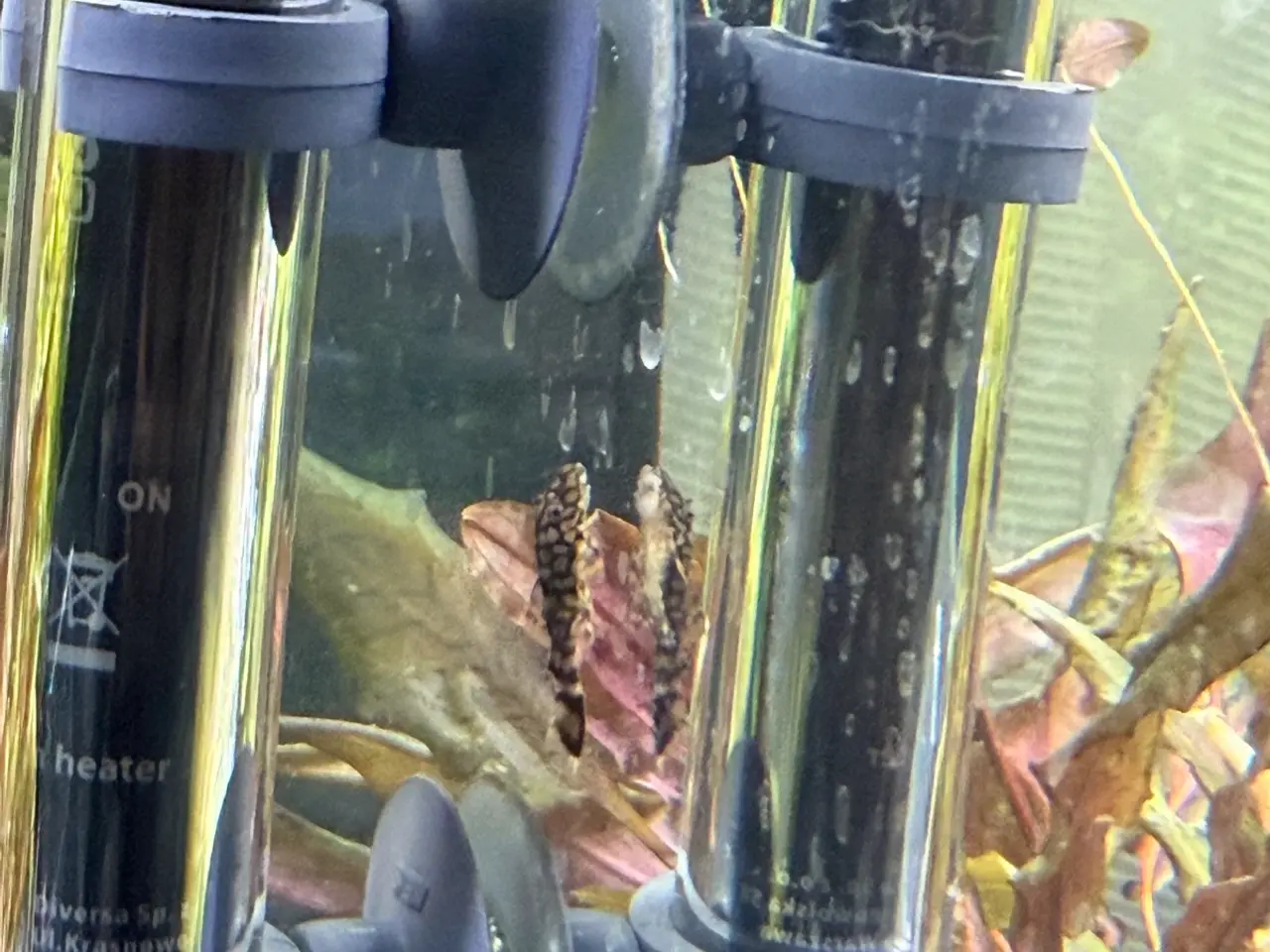 Billede 12 - L519 Honeycomb Pleco – Ancistrus sp.