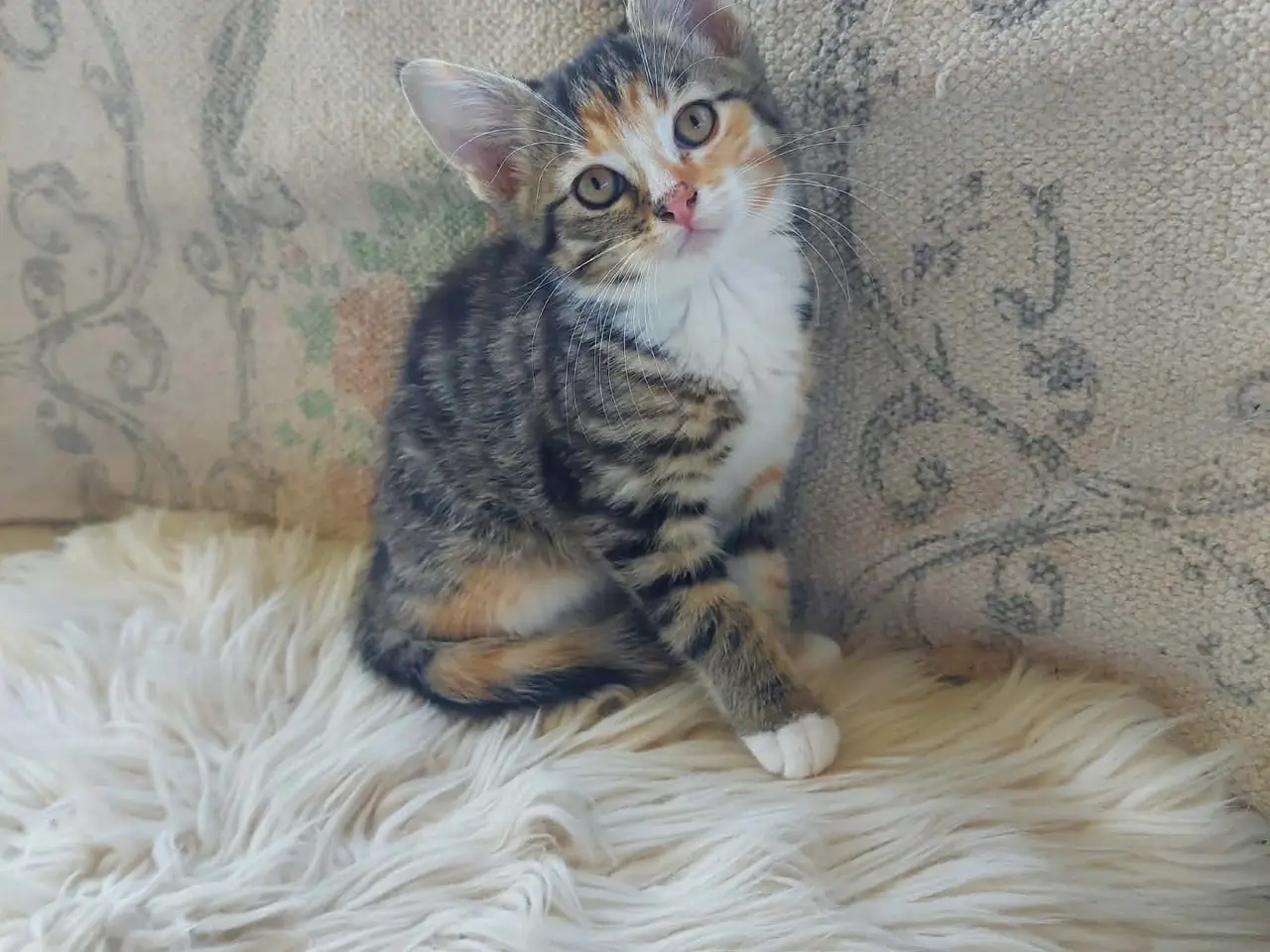 Billede 1 - Maincoon blanding killinger